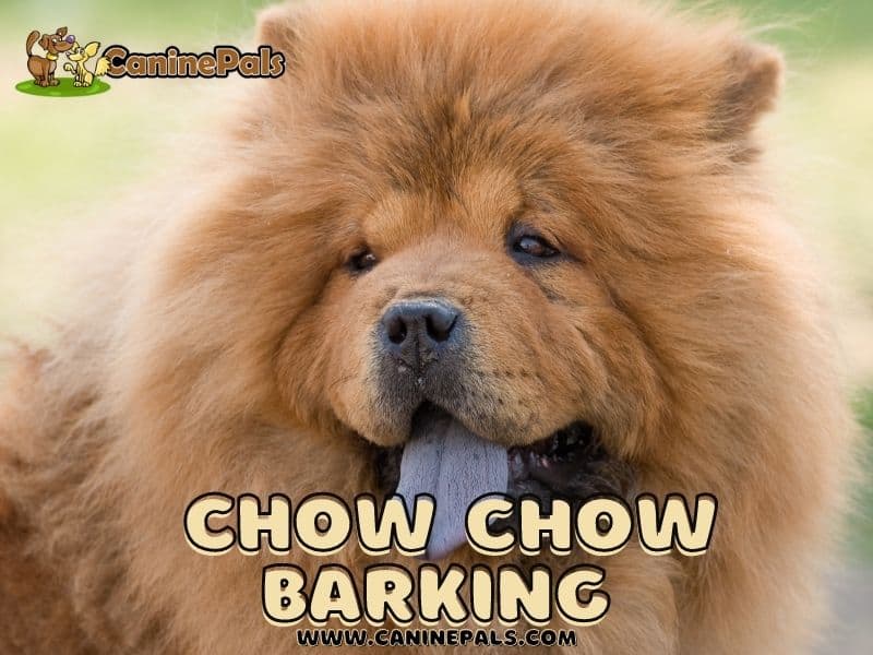  Chow Chow Barking