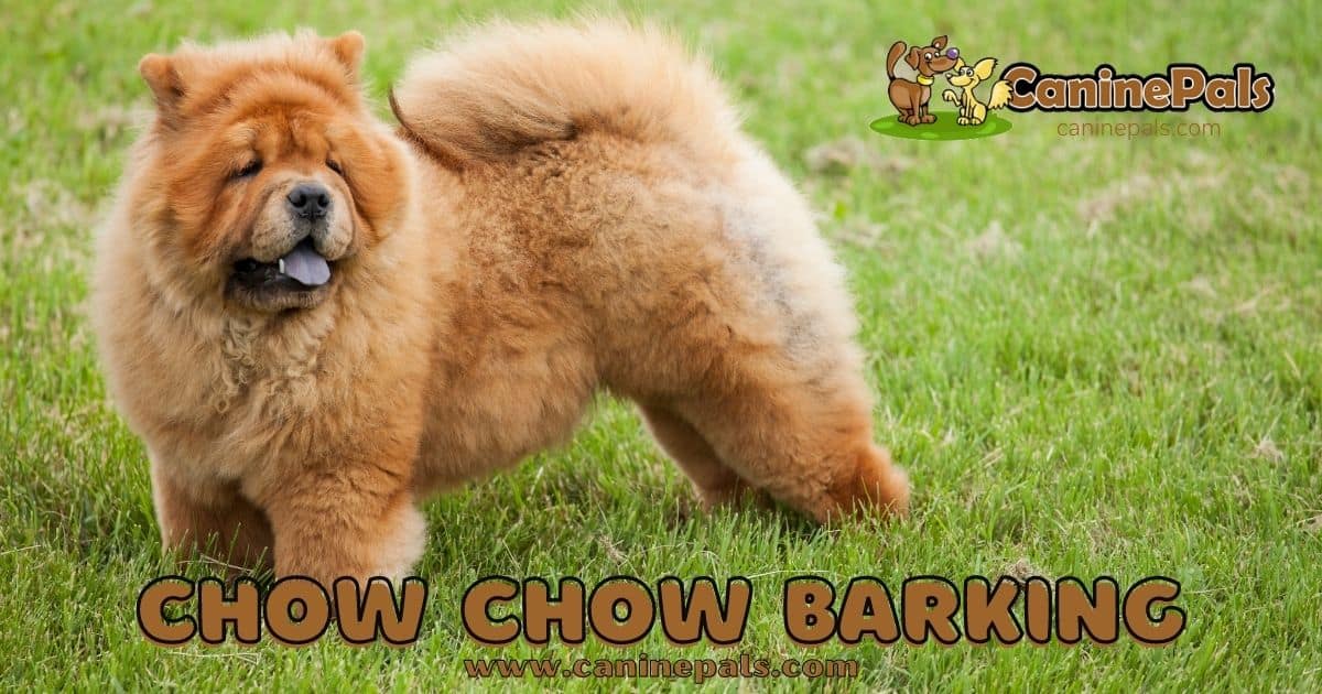 Chow Chow Barking