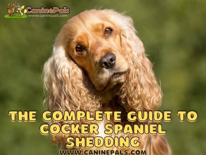 The Complete Guide to Cocker Spaniel Shedding: What Owners Need to Know