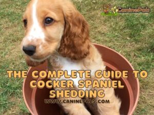 The Complete Guide to Cocker Spaniel Shedding: What Owners Need to Know