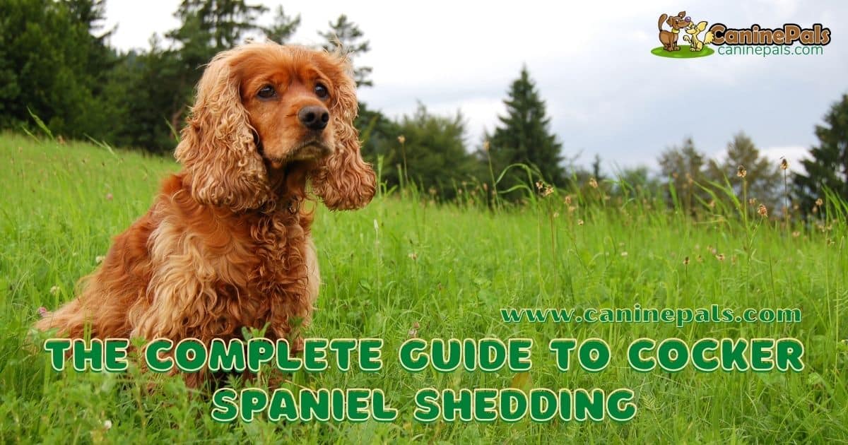 The Complete Guide to Cocker Spaniel Shedding