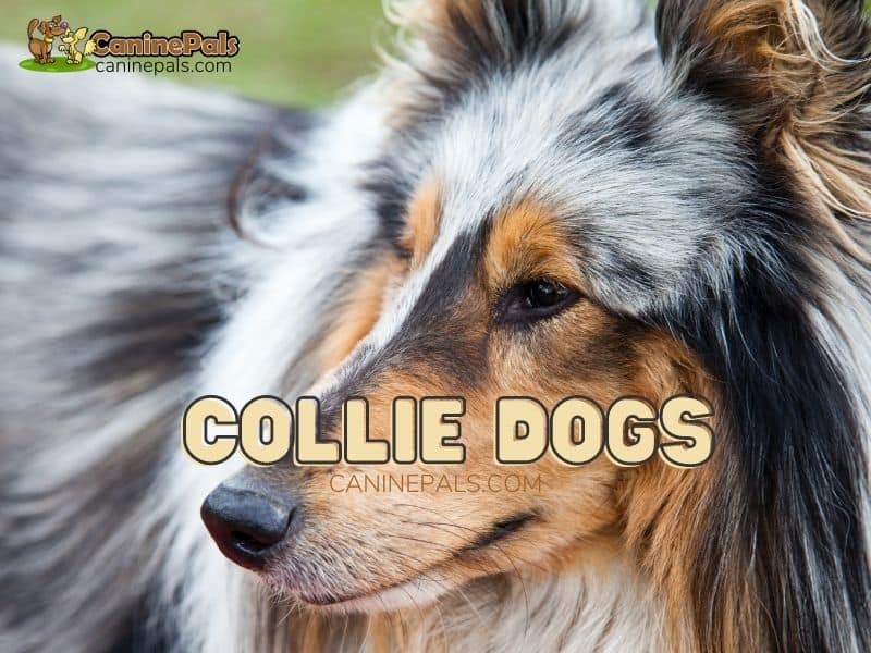 Collie Dogs