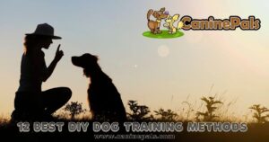 DIY Dog Training