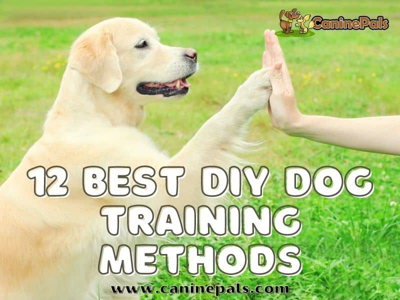 12 Best DIY Dog Training Methods