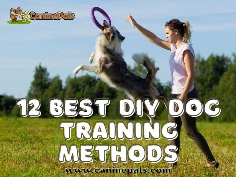 12 Best DIY Dog Training Methods