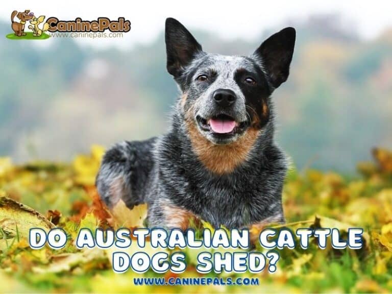 Do Australian Cattle Dogs Shed? Canine Pals