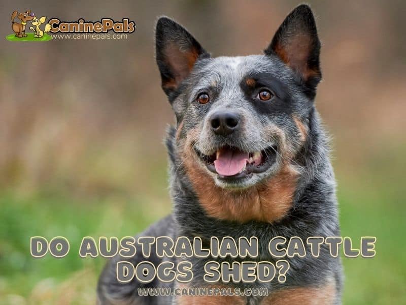 Do Australian Cattle Dogs Shed?