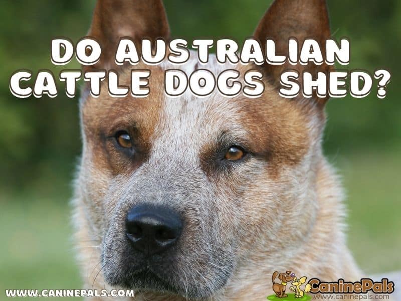 Do Australian Cattle Dogs Shed?