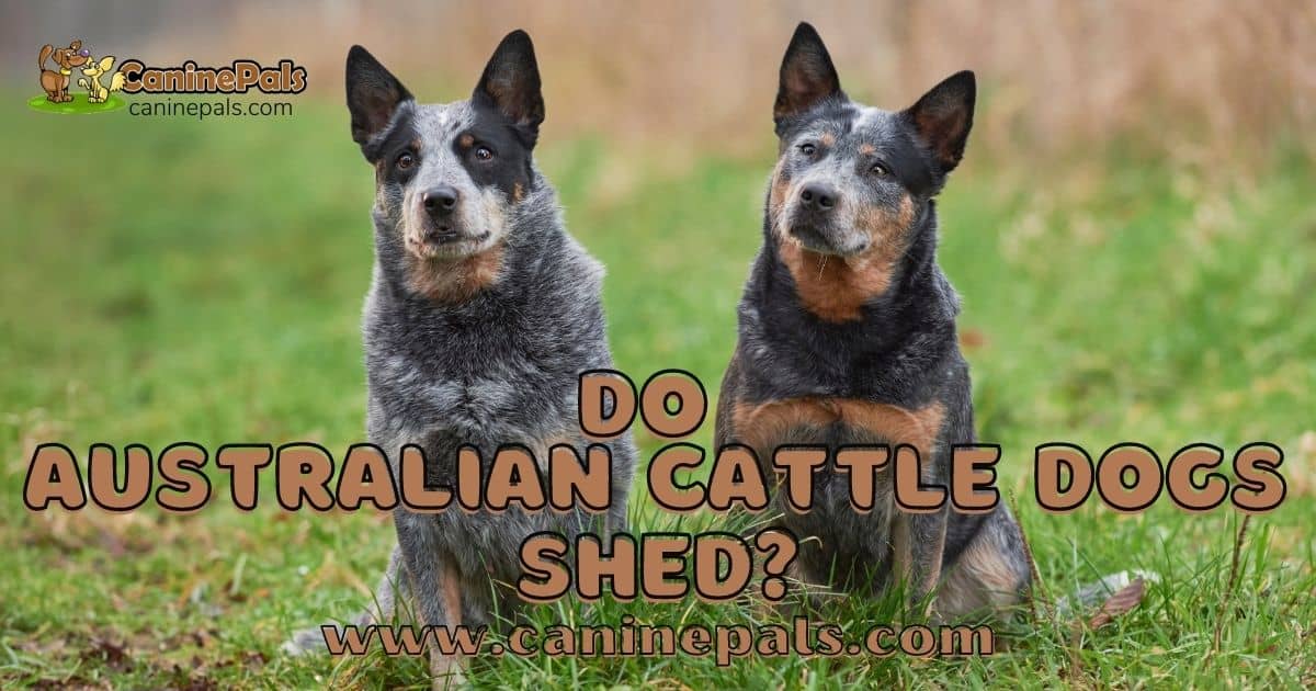 can a australian cattle dog and a american staffordshire terrier be friends