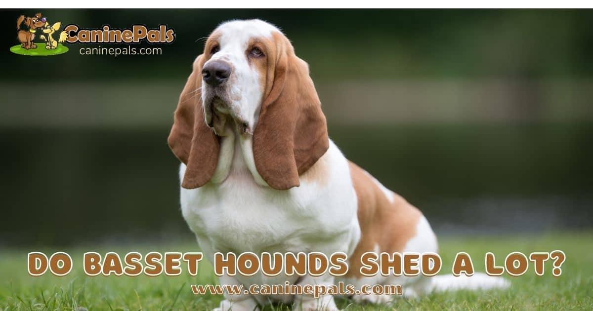 Do Basset Hounds Shed a Lot?