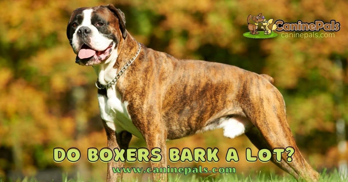 Do Boxers Bark A Lot?