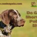 Do German Shorthaired Pointers Shed?