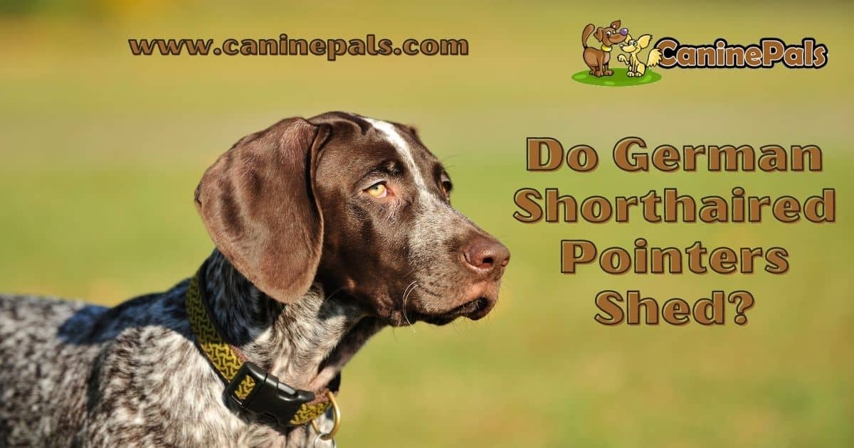 Do German Shorthaired Pointers Shed?