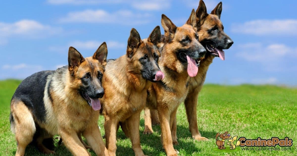 German Shepherd Dogs