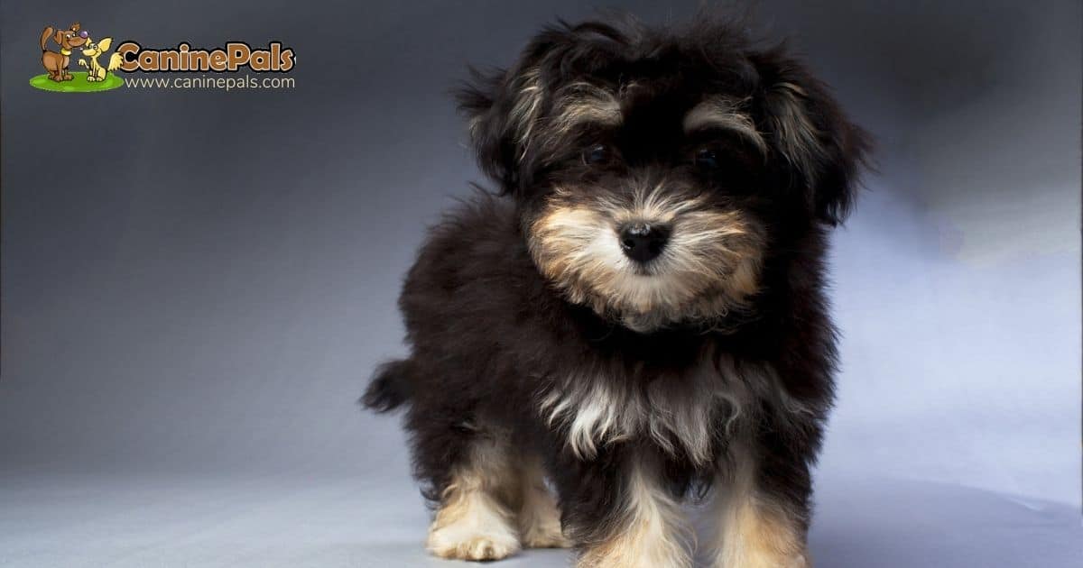 Havanese Puppy