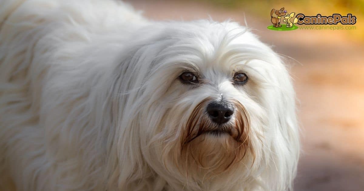 How Much Do Havanese Cost