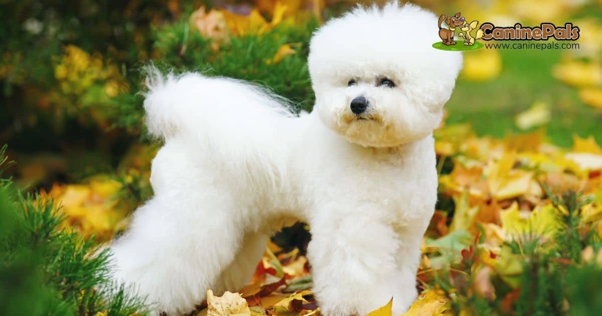 How Much Does a Bichon Frise Cost?