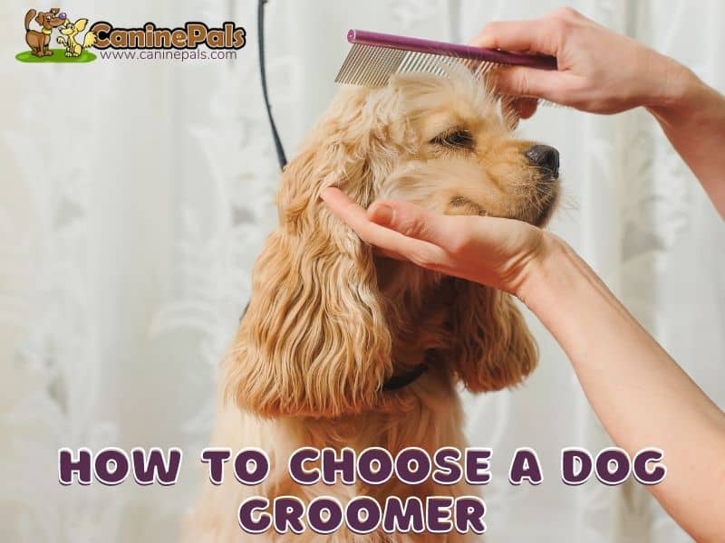 How To Choose A Dog Groomer