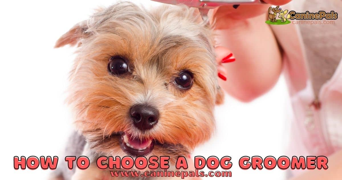 How To Choose A Dog Groomer