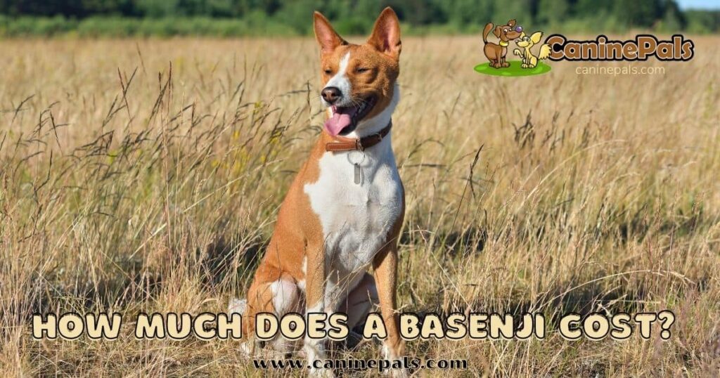 Basenji Cost and Things to Know Before Getting One Canine Pals