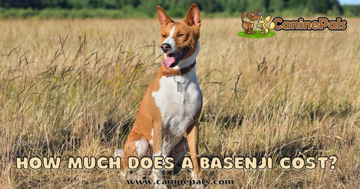 how much does a basenji dog cost