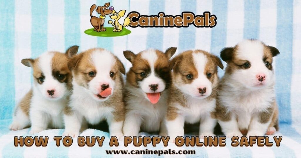 How to Buy a Puppy Online Safely Buying a Puppy Online Tips Canine Pals