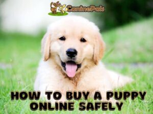 How to Buy a Puppy Online Safely
