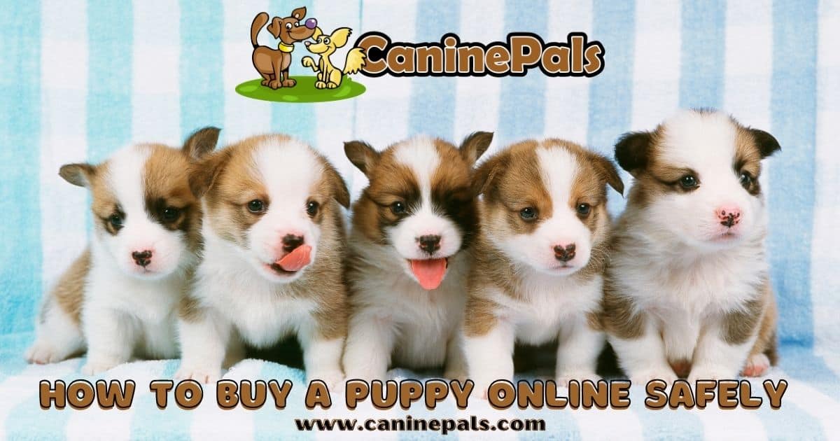 How to Buy a Puppy Online Safely Buying a Puppy Online Tips Canine Pals