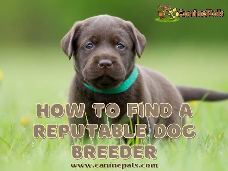 how to find a good breeder for dogs