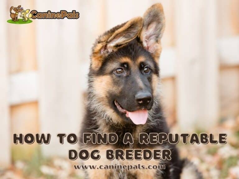 The Complete Reputable Breeder Checklist Canine Pals