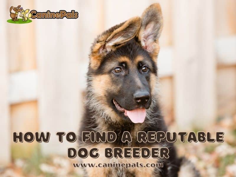 How to Find a Reputable Dog Breeder