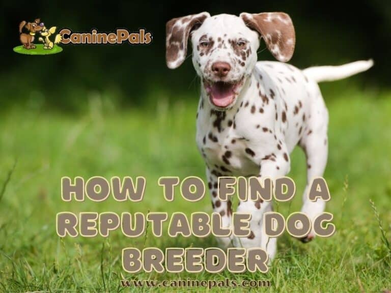 The Complete Reputable Breeder Checklist Canine Pals