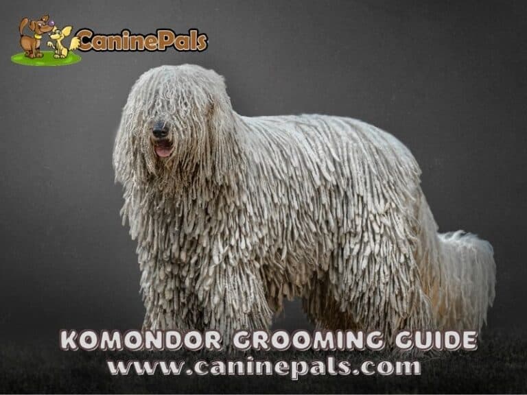 A Komondor Grooming Guide to keep your Mop Dog Pretty & Clean - Canine Pals