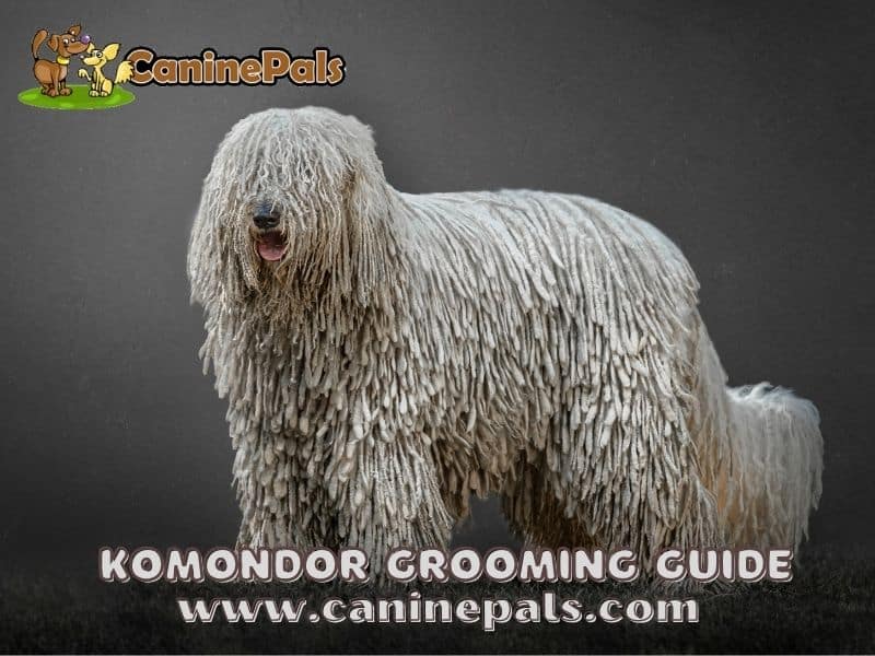 Komondor Grooming Guide