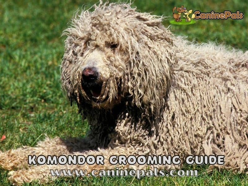 Komondor Grooming Guide