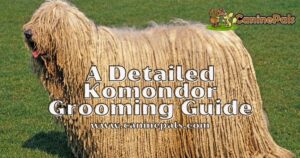 A Komondor Grooming Guide to keep your Mop Dog Pretty & Clean