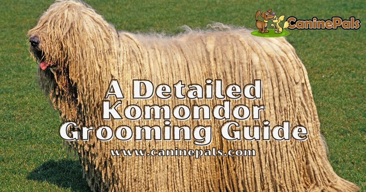 Komondor Grooming Guide