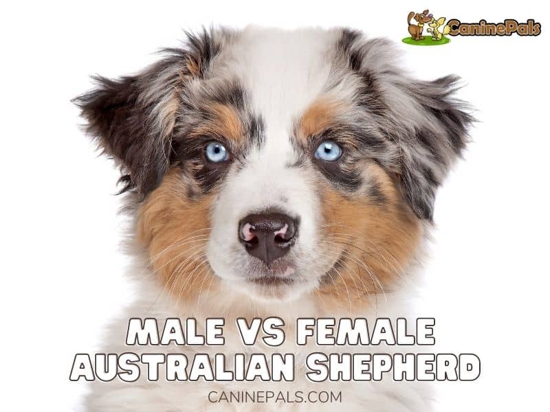 Male vs Female Australian Shepherd