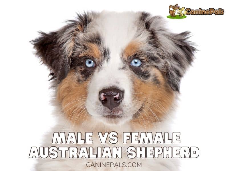 are boy or girl australian shepherds better