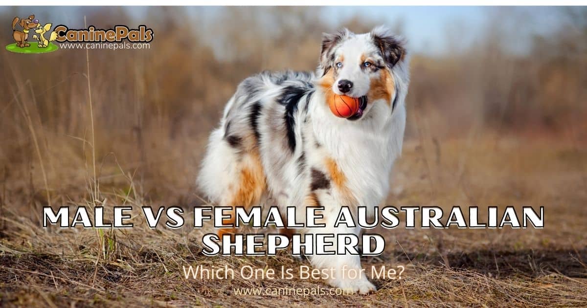 Male vs Female Australian Shepherd