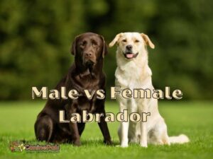 Male vs Female Labrador