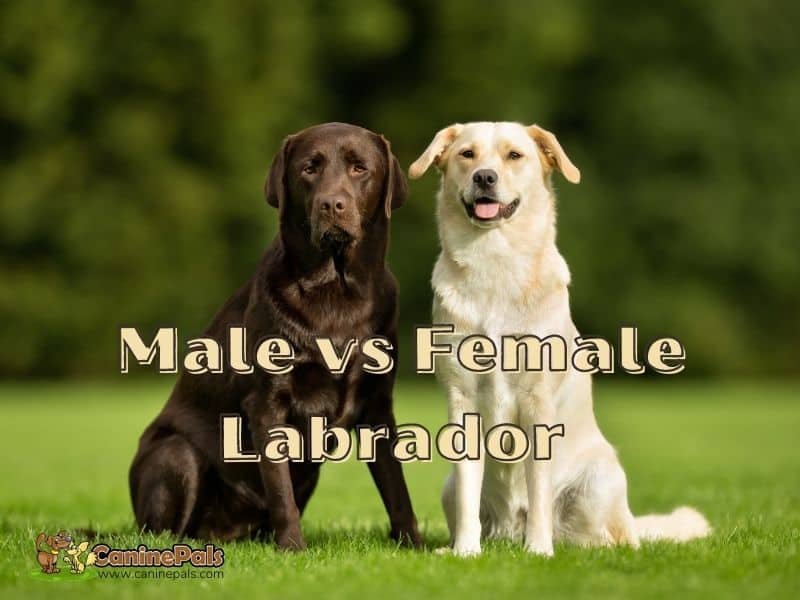 do male or female labradors make better pets