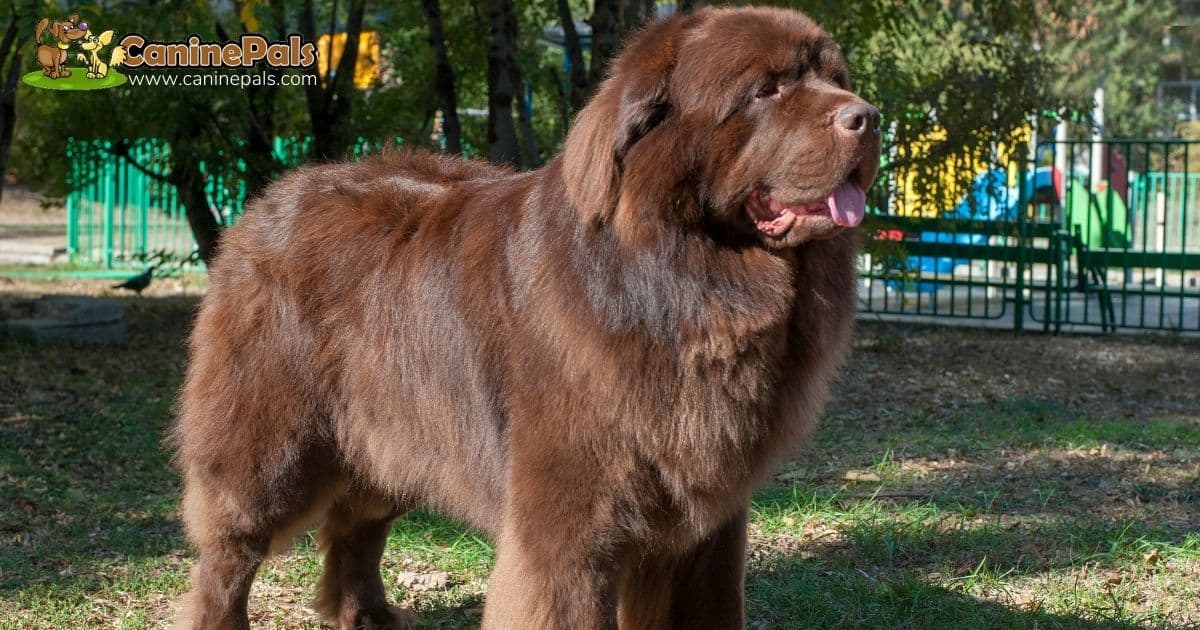 Newfoundland Dog