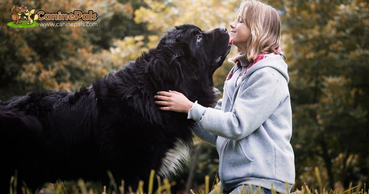 Newfoundland Dog and Children