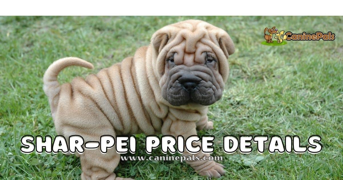 Shar-Pei Price