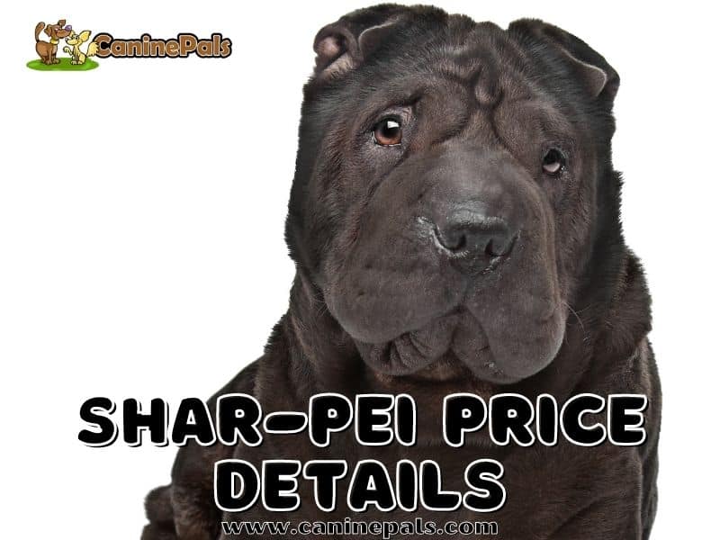 Shar-Pei Price Details