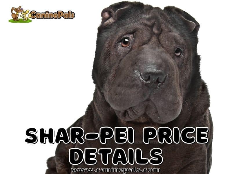 shar pei crypto price prediction