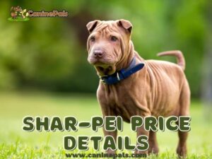 Chinese Shar-Pei Price Details