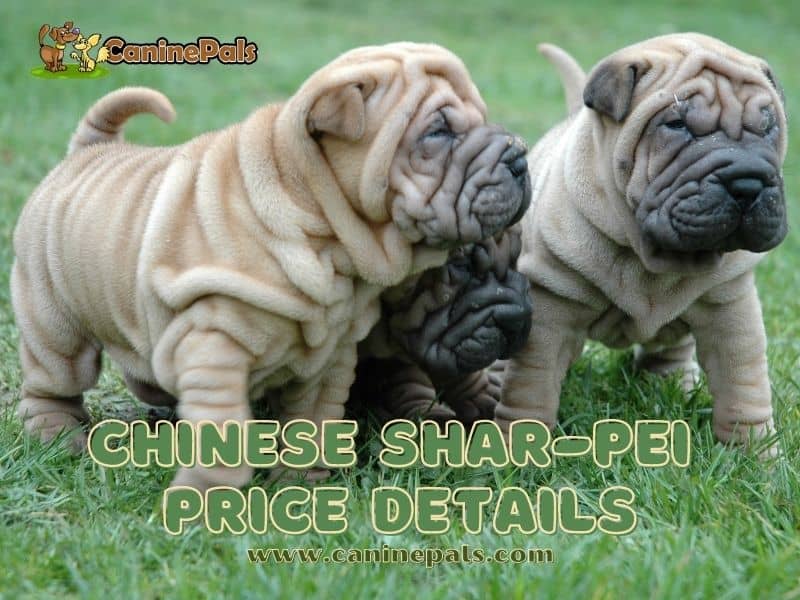 Chinese Shar-Pei Price Details