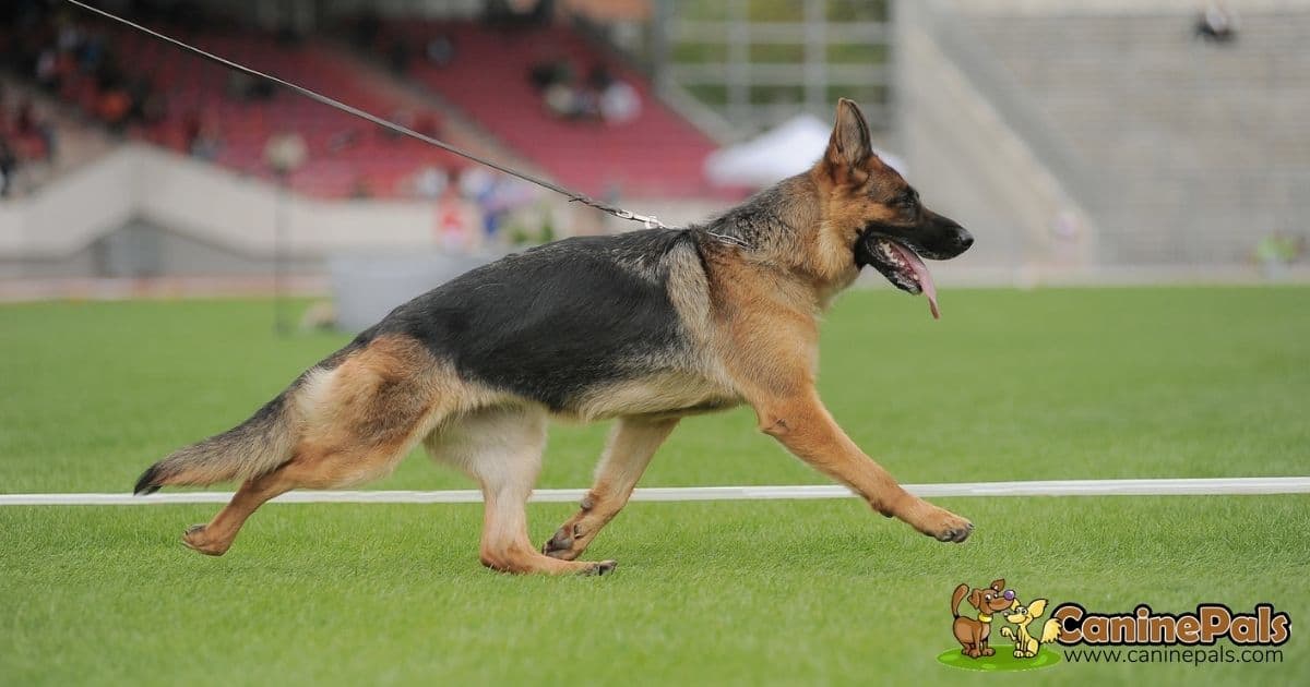 why do german shepherds have sloped backs